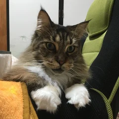 アポロ