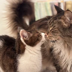 子猫のチェスとアポロ