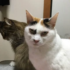 らん