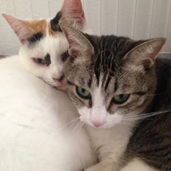 らんとゆの