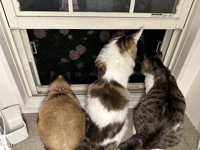 夜、窓辺に並んで外のバラを眺める3匹の猫の後ろ姿