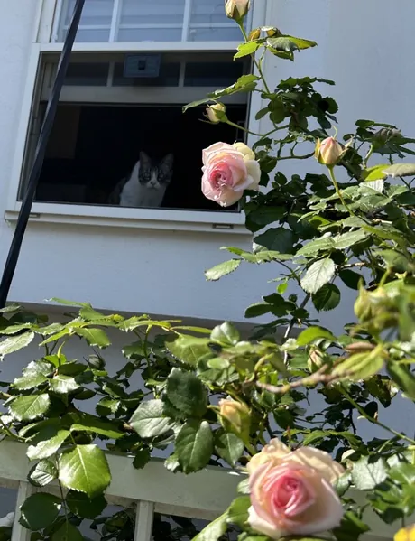 窓の内側から外を見ている猫と、手前に咲くピンクのバラ